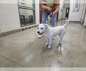 Mutt Dogs for adoption in Jackson, CA, USA