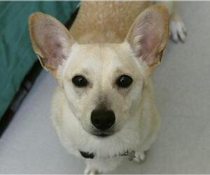 Pembroke Welsh Corgi Dogs for adoption in St Helens, OR, USA