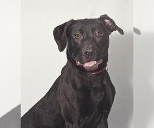 Labrador Retriever Dogs for adoption in Vaughan, Ontario, Canada