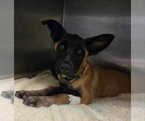 Medium Photo #6 Mutt Puppy For Sale in Imlay City, MI, USA