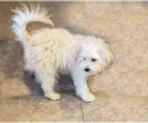 Maltipoo Dogs for adoption in Spring, TX, USA