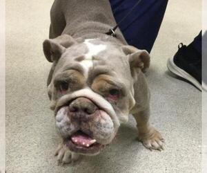 Bulldog Dogs for adoption in Riverside, CA, USA