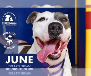 American Bulldog-Unknown Mix Dogs for adoption in West Palm Beach, FL, USA