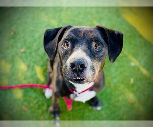 Labrador Retriever-Unknown Mix Dogs for adoption in Orlando, FL, USA