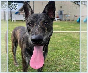 German Shepherd Dog-Unknown Mix Dogs for adoption in Sugar Land, TX, USA