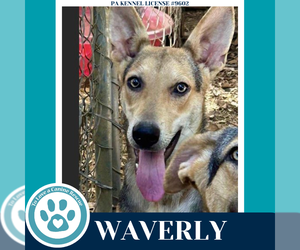 German Shepherd Dog-Unknown Mix Dogs for adoption in Kimberton, PA, USA