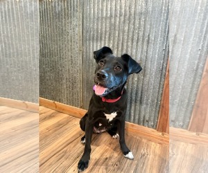 Border Collie-Unknown Mix Dogs for adoption in Montello, WI, USA