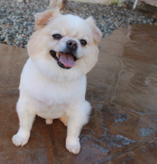 Pominese Dogs for adoption in El Segundo, CA, USA