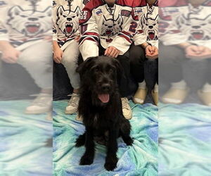 Labsky Dogs for adoption in Fairbanks, AK, USA