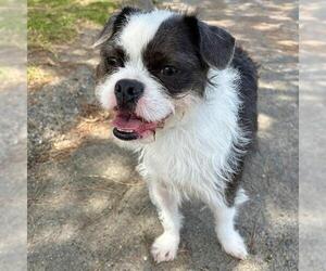 Border Terrier-Unknown Mix Dogs for adoption in Camarillo, CA, USA