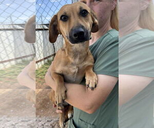 Dachshund-Unknown Mix Dogs for adoption in Cranston, RI, USA