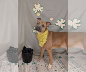 Labrador Retriever-Unknown Mix Dogs for adoption in Franklin, North Carolina, NC, USA