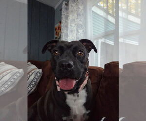 American Staffordshire Terrier-Unknown Mix Dogs for adoption in NEWPORT NH, NH, USA