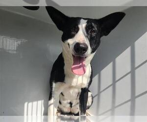 Staffordshire Bull Terrier-Unknown Mix Dogs for adoption in Houston, TX, USA
