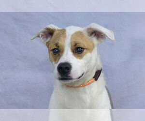 Mutt Dogs for adoption in Pasadena, CA, USA