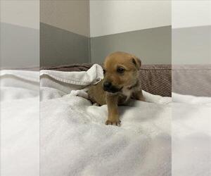 Mutt Dogs for adoption in Sugar Land, TX, USA