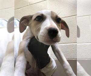 American Pit Bull Terrier Dogs for adoption in Pueblo, CO, USA