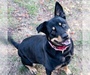 Australian Kelpie-Rottweiler Mix Dogs for adoption in Brewster, NY, USA