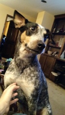 Medium Photo #1 Bluetick Coonhound-Unknown Mix Puppy For Sale in Princeton, MN, USA