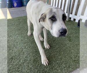 Great Pyrenees Dogs for adoption in Modesto, CA, USA