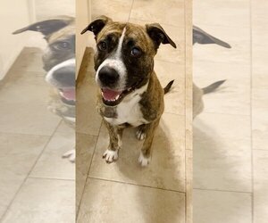 Boxador Dogs for adoption in Missouri City, TX, USA