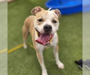 Mutt Dogs for adoption in Las Vegas, NV, USA
