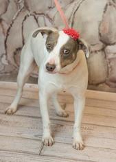 Medium Photo #1 Lab-Pointer Puppy For Sale in McKinney, TX, USA