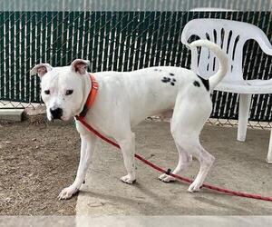 American Pit Bull Terrier Dogs for adoption in Springfield, MA, USA