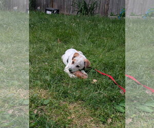 Medium Photo #3 Mutt Puppy For Sale in Garden City, NY, USA