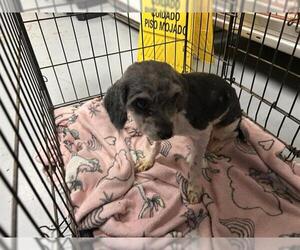Shih Tzu-Unknown Mix Dogs for adoption in Ocala, FL, USA