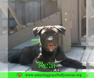 American Pit Bull Terrier-Unknown Mix Dogs for adoption in Pensacola, FL, USA