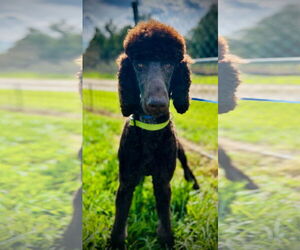 Poodle (Standard) Dogs for adoption in Pacolet, SC, USA
