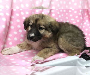 Shepradors Dogs for adoption in Princeton, MN, USA