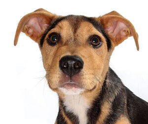 Beagle-Unknown Mix Dogs for adoption in Oakland Park, FL, USA