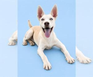 Siberian Husky-Unknown Mix Dogs for adoption in HESPERIA, CA, USA