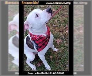 Bullboxer Pit Dogs for adoption in Benton, PA, USA