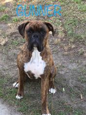 Boxer Dogs for adoption in Bardstown, KY, USA