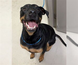 Rottweiler-Unknown Mix Dogs for adoption in Sanford, FL, USA