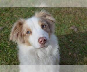 Small Australian Shepherd