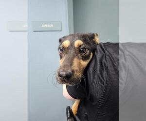 Labbe Dogs for adoption in Newton, NC, USA