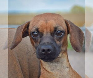 Chiweenie Dogs for adoption in Huntley, IL, USA