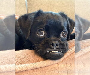 Pug-Unknown Mix Dogs for adoption in Bellevue, WA, USA