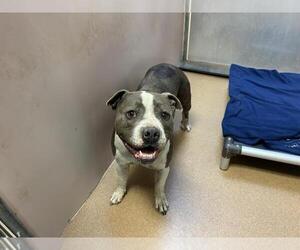 American Pit Bull Terrier Dogs for adoption in Martinez, CA, USA