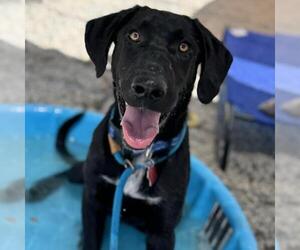 Labrador Retriever-Unknown Mix Dogs for adoption in San Diego, CA, USA