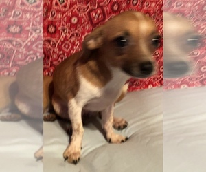 Chiweenie Dogs for adoption in Waldron, AR, USA