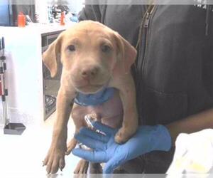 American Staffordshire Terrier-Unknown Mix Dogs for adoption in Tallahassee, FL, USA