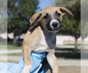 Mutt Dogs for adoption in San Antonio, TX, USA