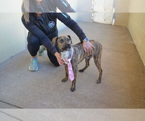 Labrador Retriever-Unknown Mix Dogs for adoption in McKinney, TX, USA