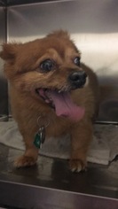 Chiranian Dogs for adoption in Colfax, IL, USA