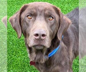 Labrador Retriever-Unknown Mix Dogs for adoption in San Diego, CA, USA